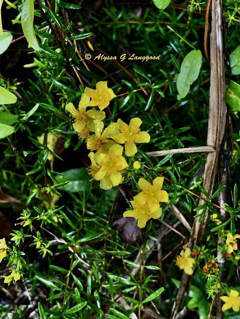 Bedstraw St. Johnswort photo 3