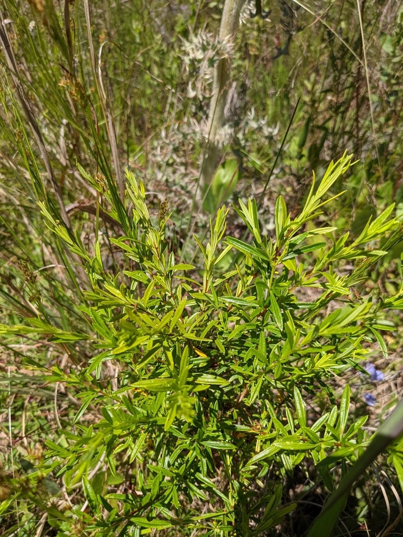 Bedstraw St. Johnswort photo 4