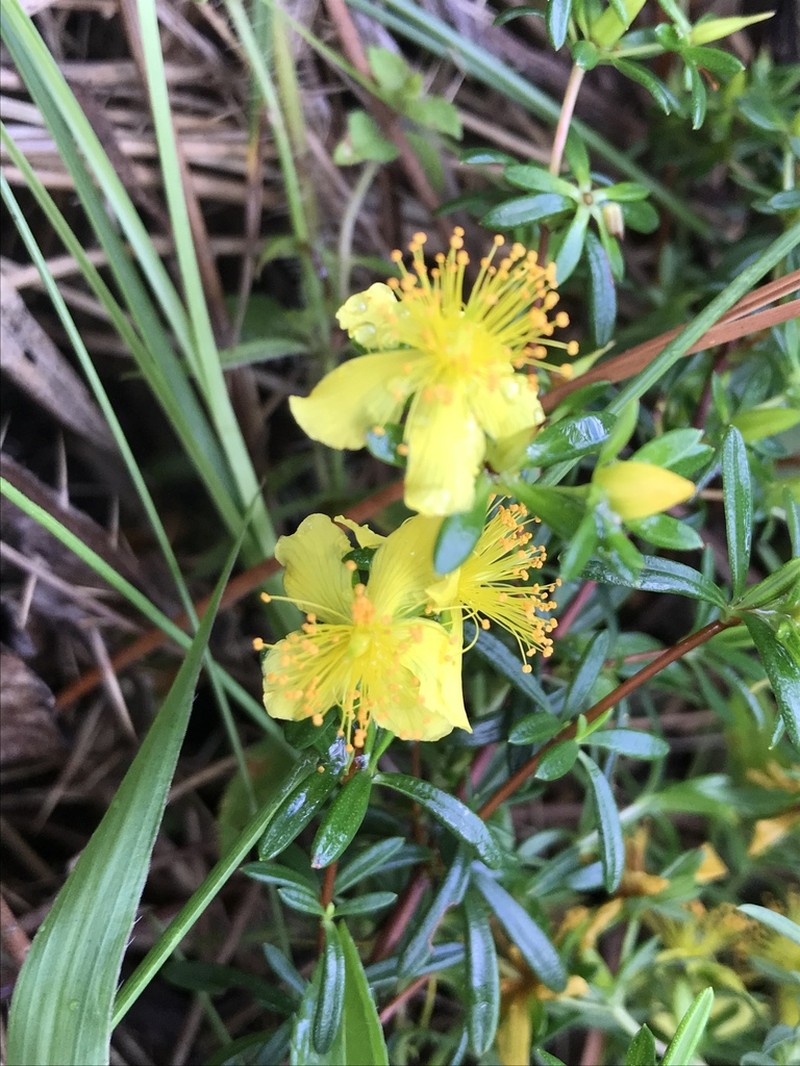 Bedstraw St. Johnswort photo 5