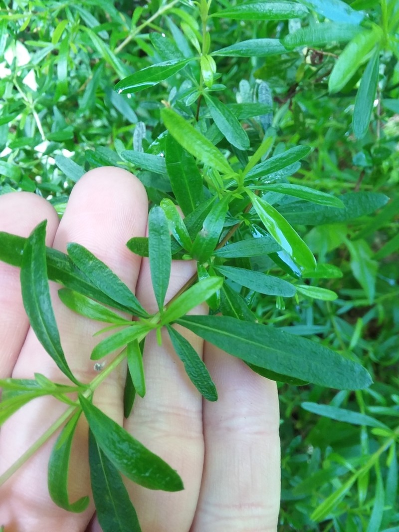 Bedstraw St. Johnswort photo 6