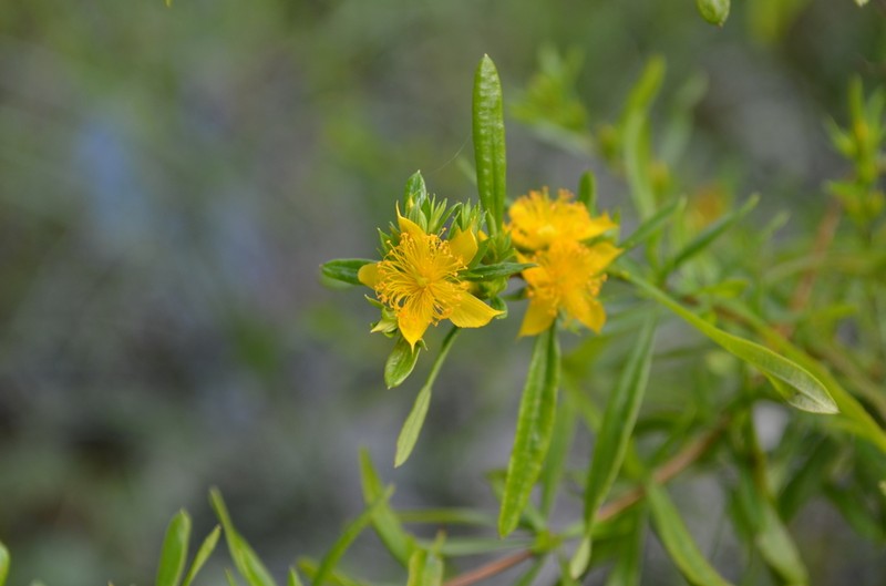 Bedstraw St. Johnswort photo 7