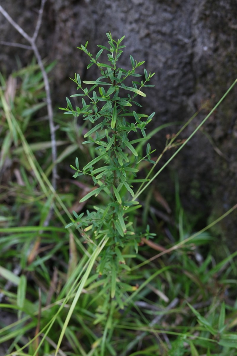 Bedstraw St. Johnswort photo 8