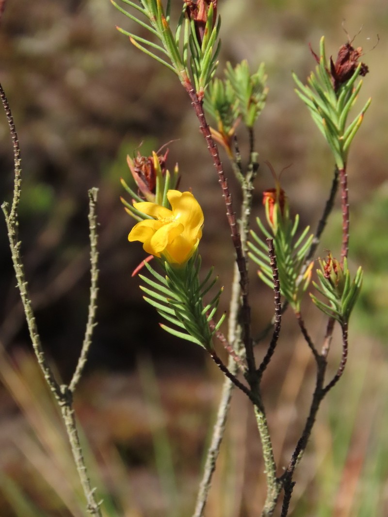 Hypericum garciae