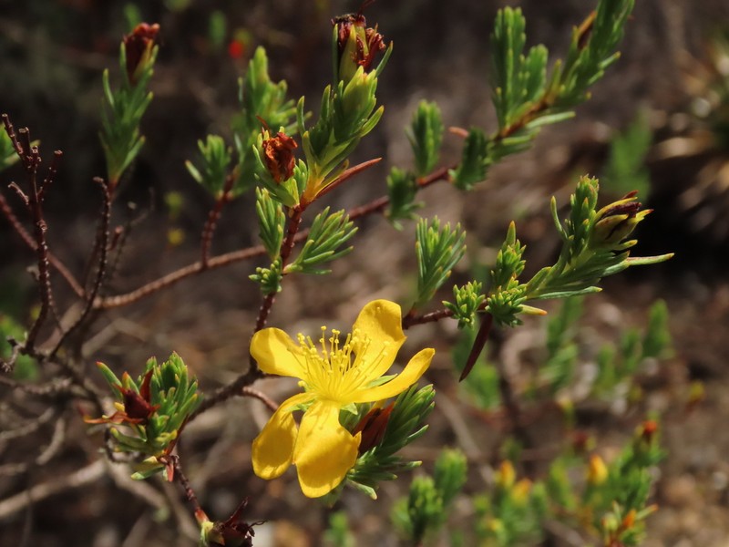 Hypericum garciae photo 2