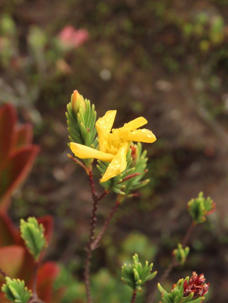 Hypericum garciae photo 3