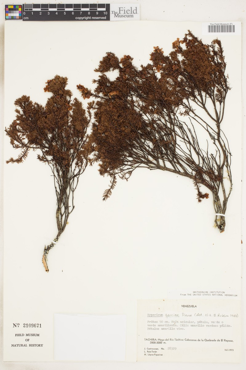 Hypericum garciae photo 4