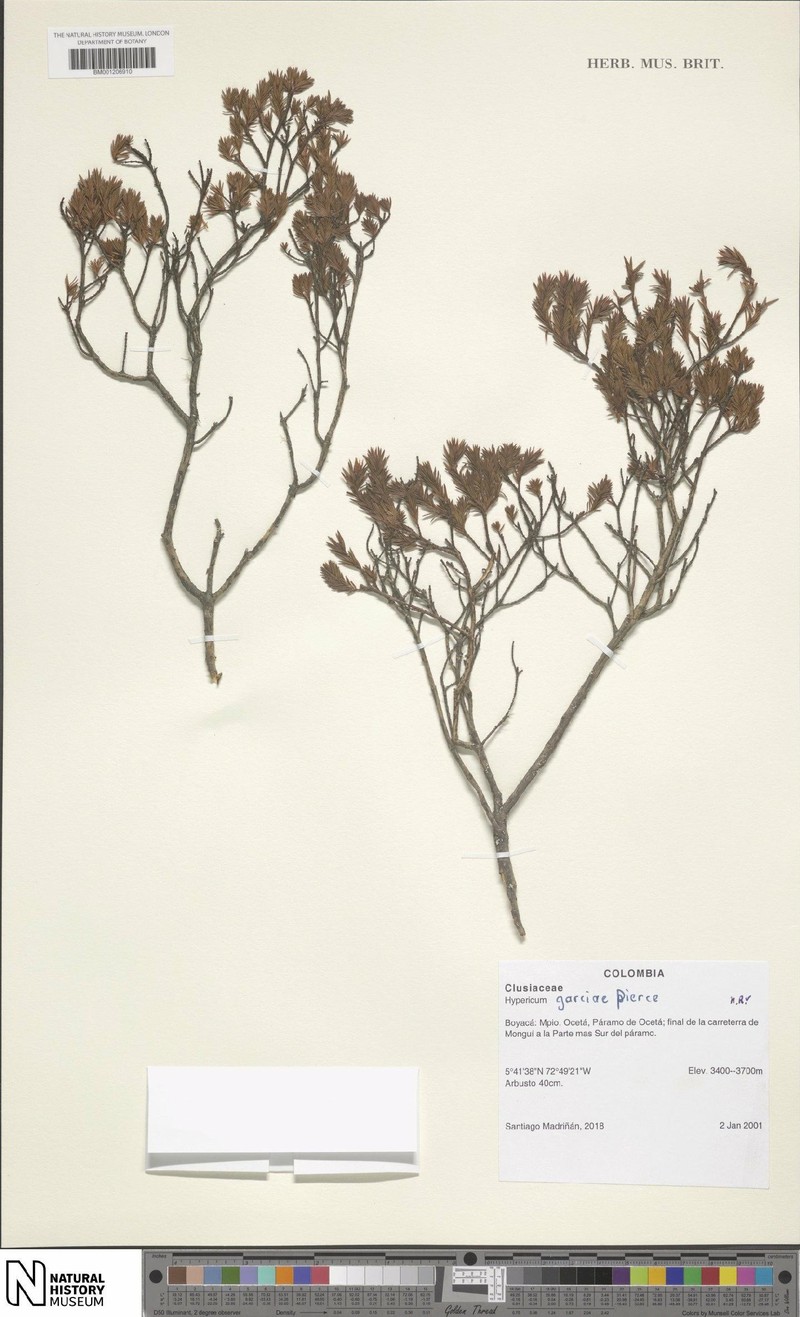 Hypericum garciae photo 5