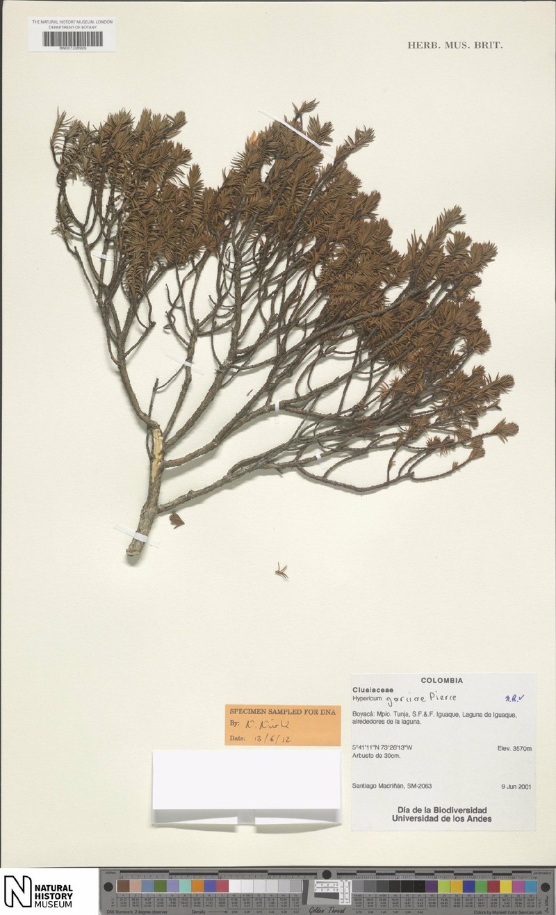 Hypericum garciae photo 6