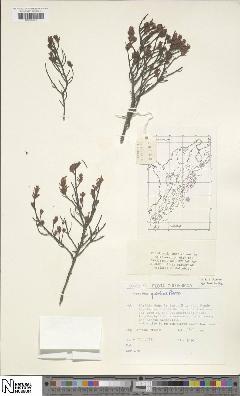 Hypericum garciae photo 7