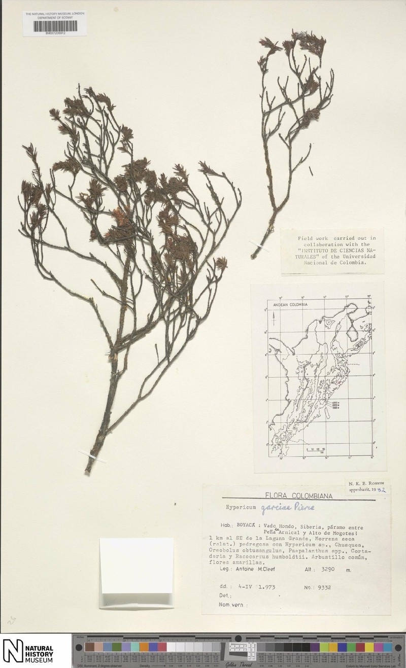 Hypericum garciae photo 8