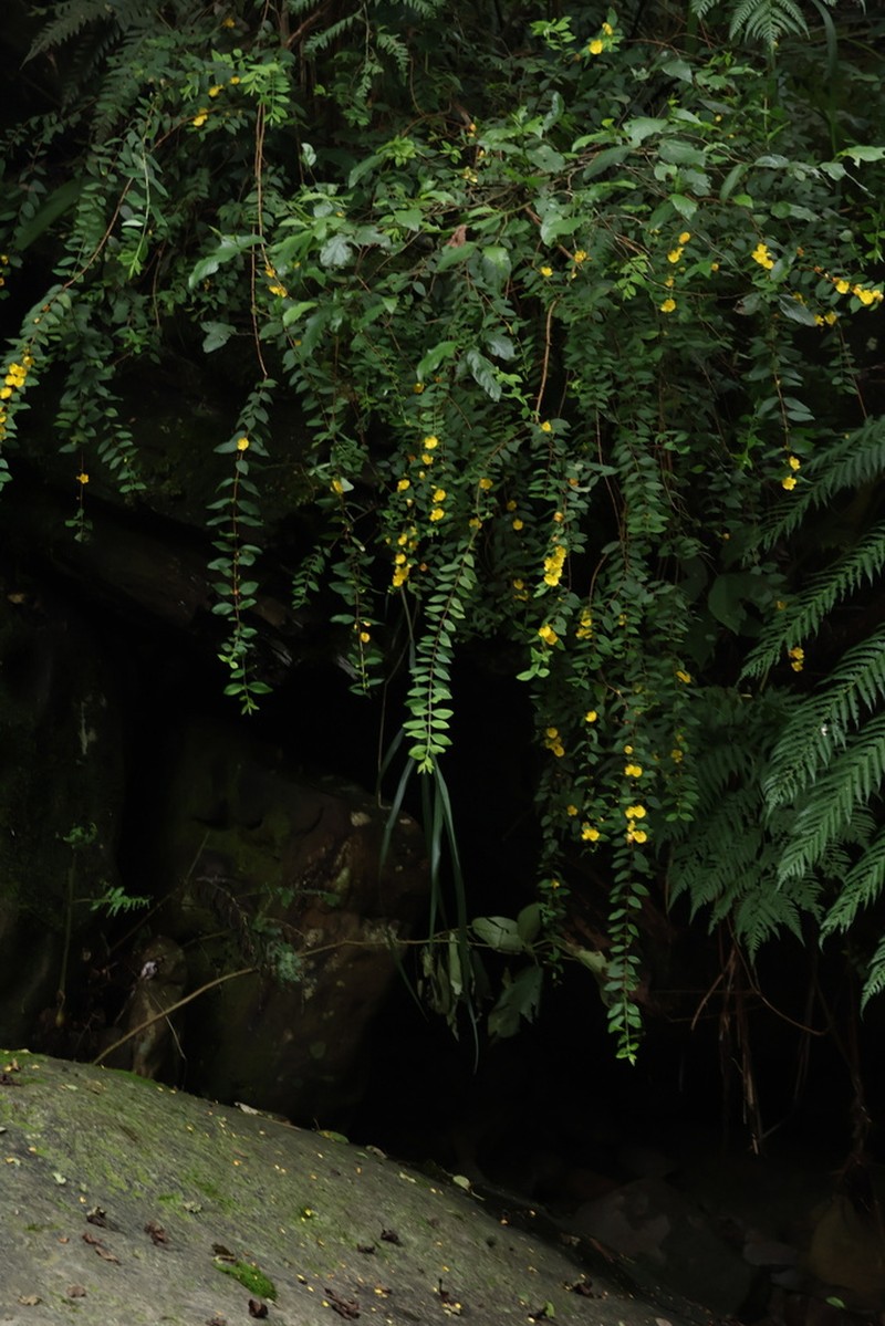Hypericum geminiflorum