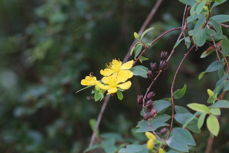Hypericum geminiflorum photo 2