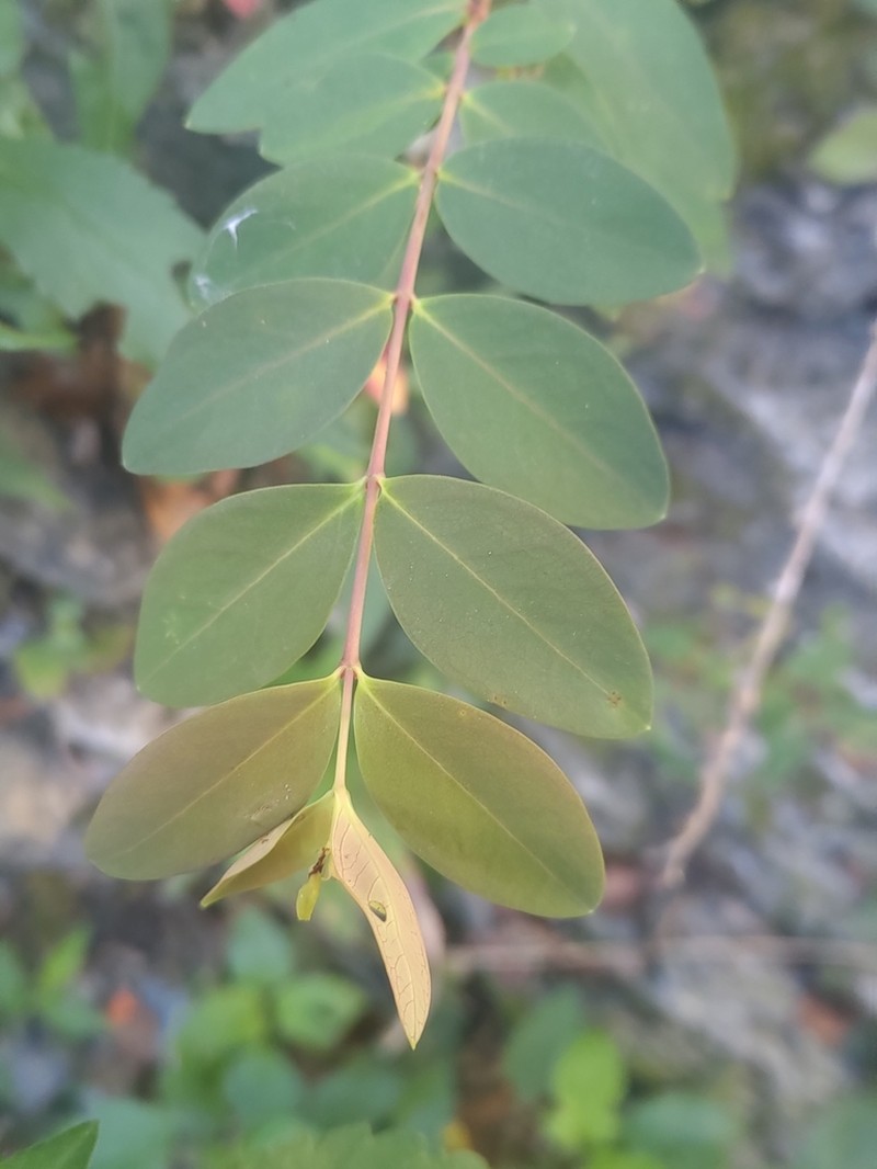 Hypericum geminiflorum photo 3