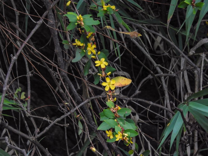 Hypericum geminiflorum photo 5