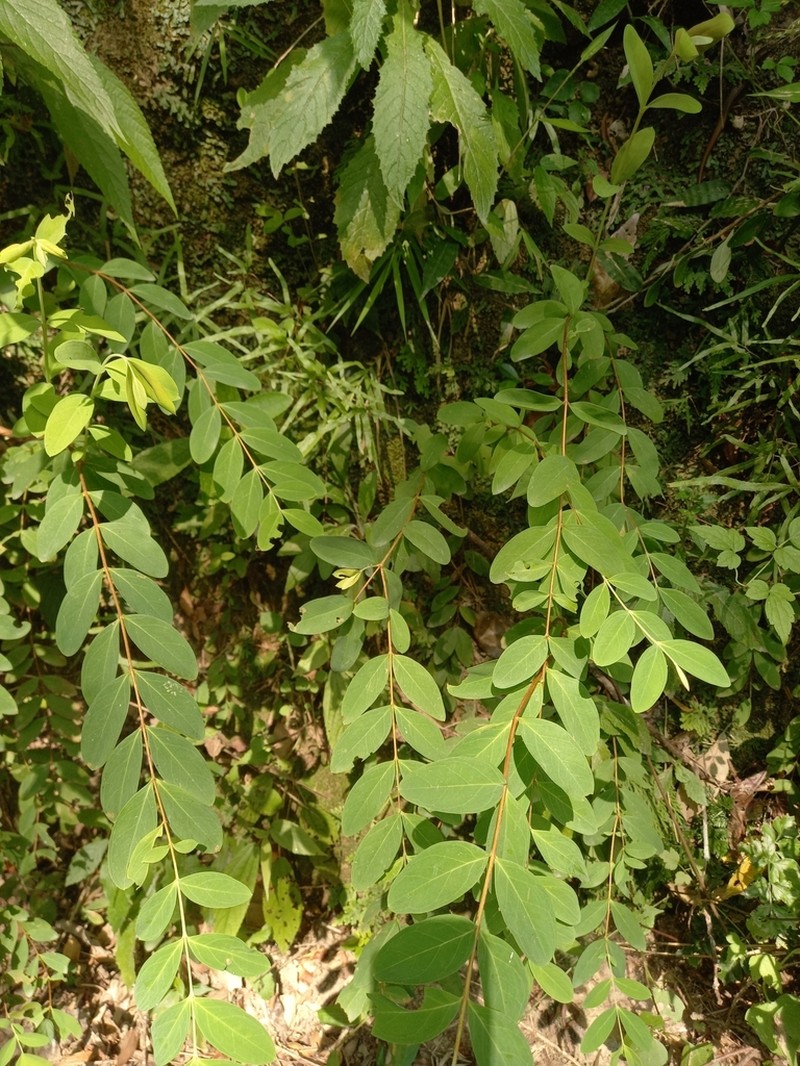 Hypericum geminiflorum photo 6