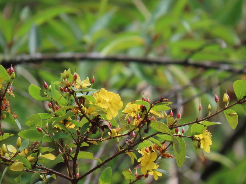 Hypericum geminiflorum photo 7