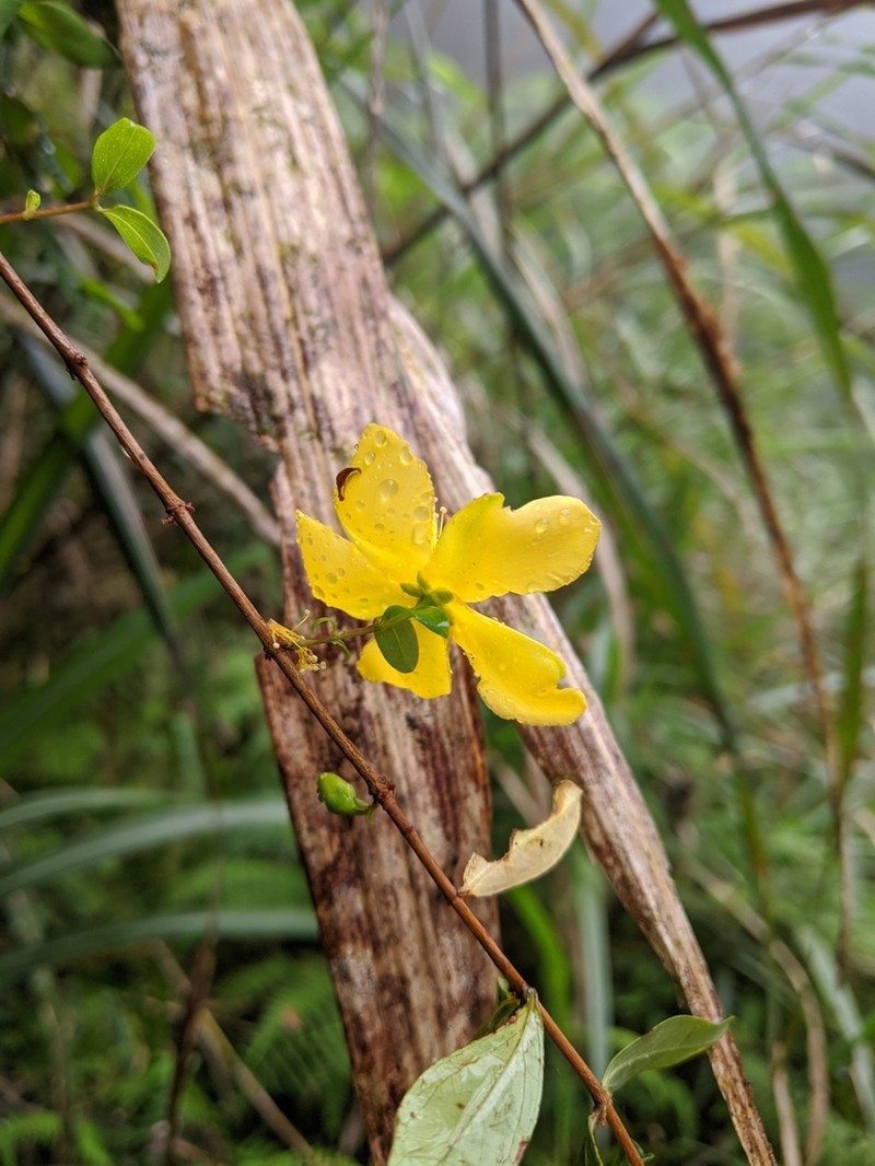 Hypericum geminiflorum photo 8