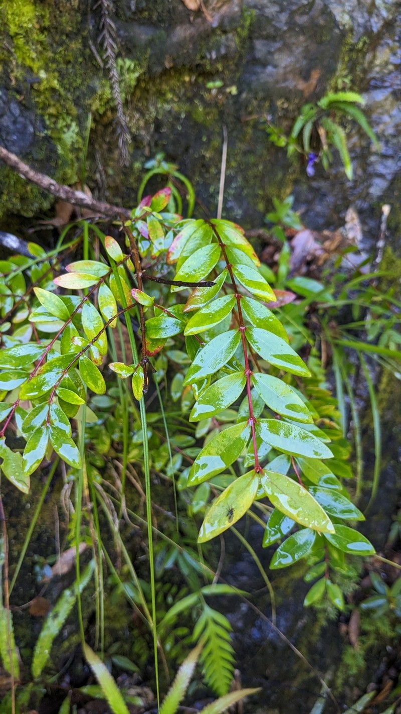 Hypericum geminiflorum subsp. simplicistylum