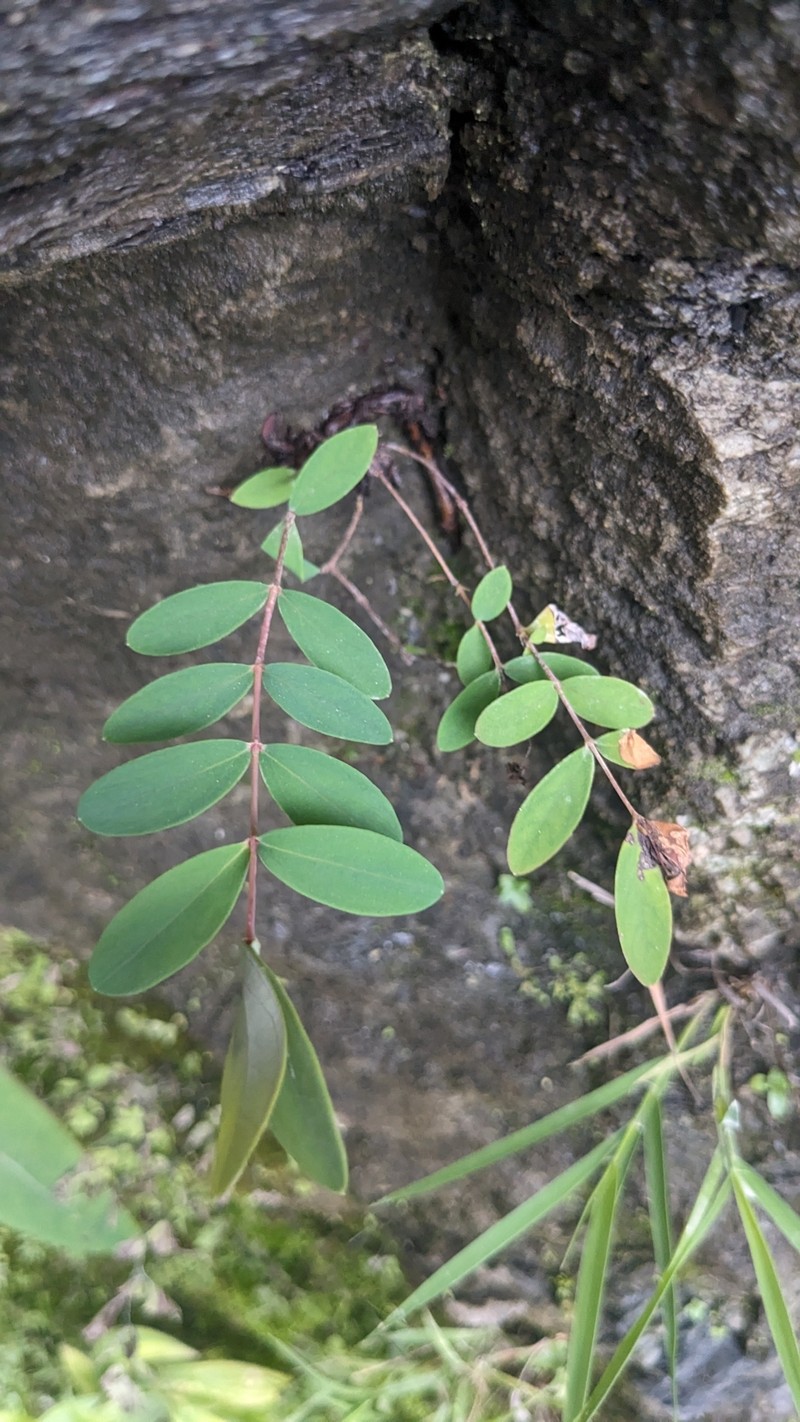 Hypericum geminiflorum subsp. simplicistylum photo 2