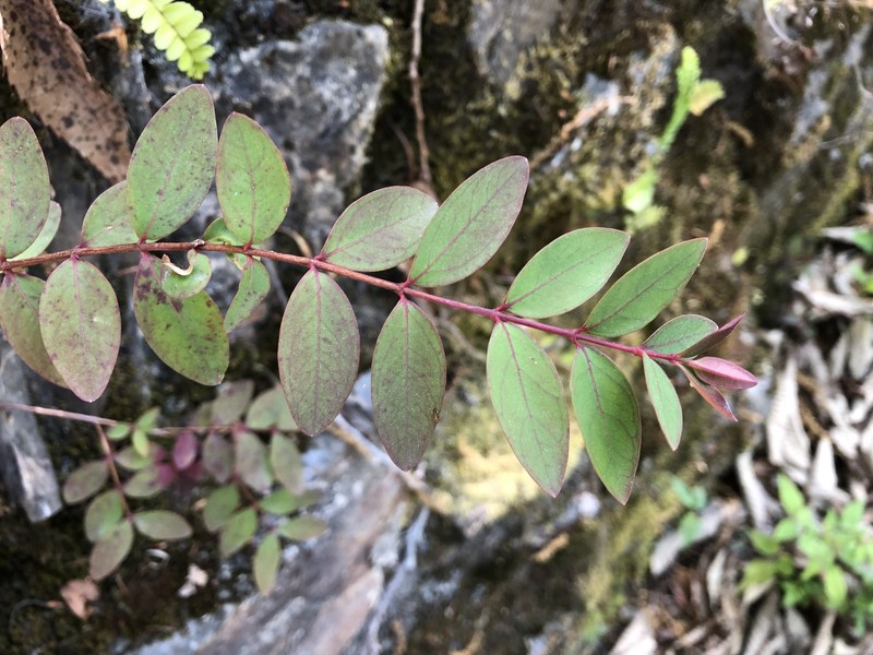 Hypericum geminiflorum subsp. simplicistylum photo 4