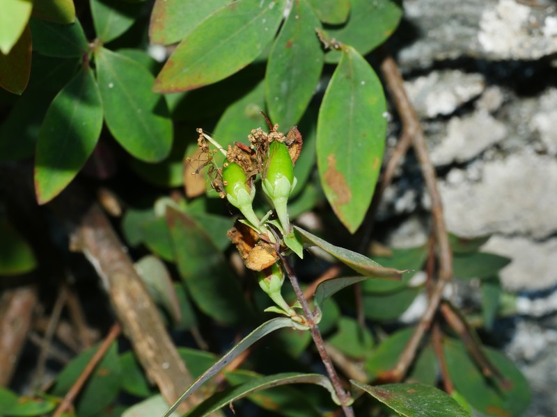 Hypericum geminiflorum subsp. simplicistylum photo 5