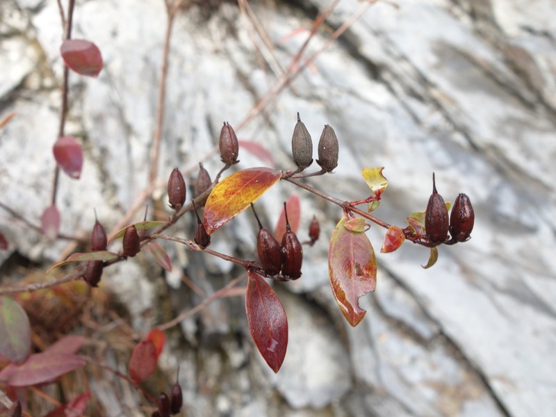 Hypericum geminiflorum subsp. simplicistylum photo 6