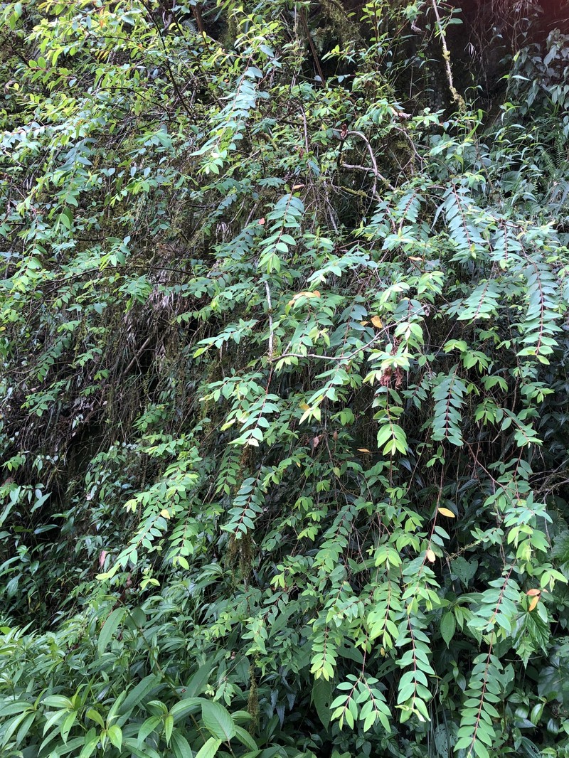 Hypericum geminiflorum subsp. simplicistylum photo 7