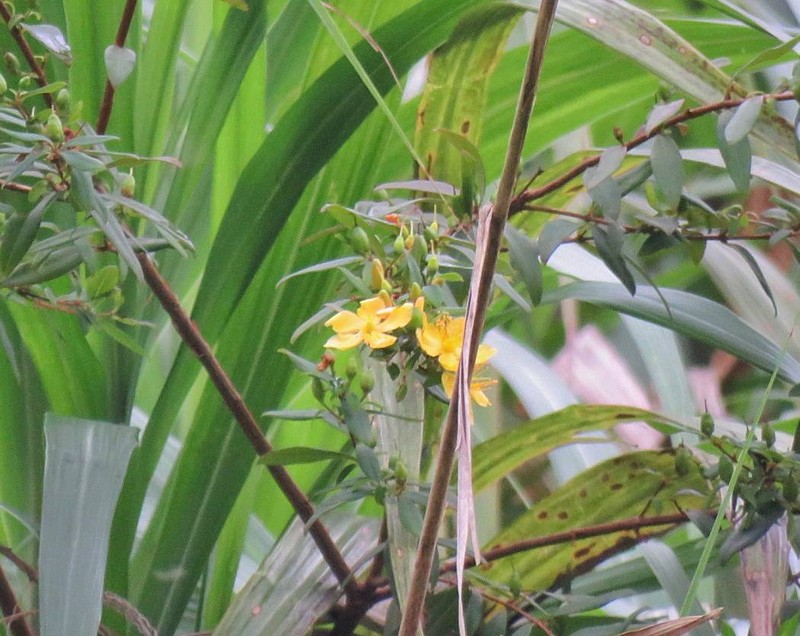 Hypericum geminiflorum subsp. simplicistylum photo 8