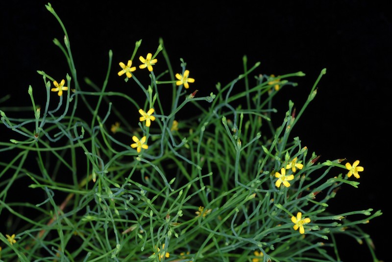 Orangegrass photo 5