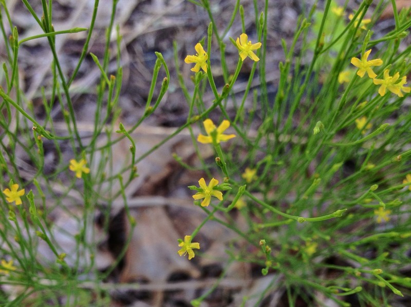 Orangegrass photo 2