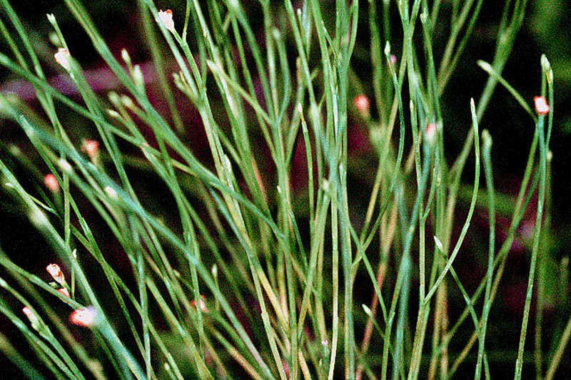 Orangegrass photo 3