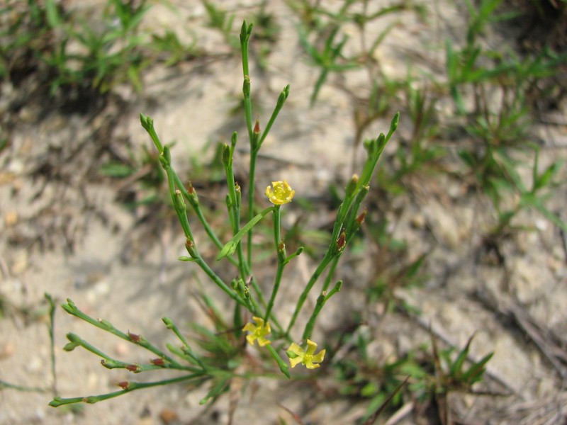 Orangegrass photo 4