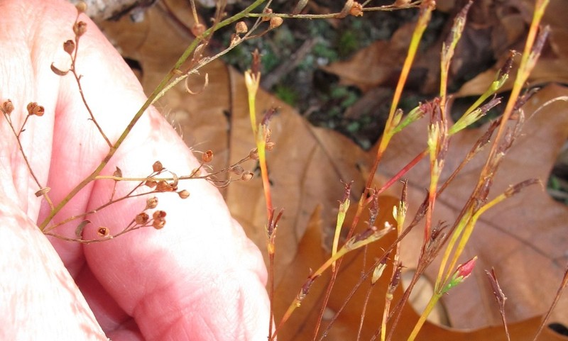 Orangegrass