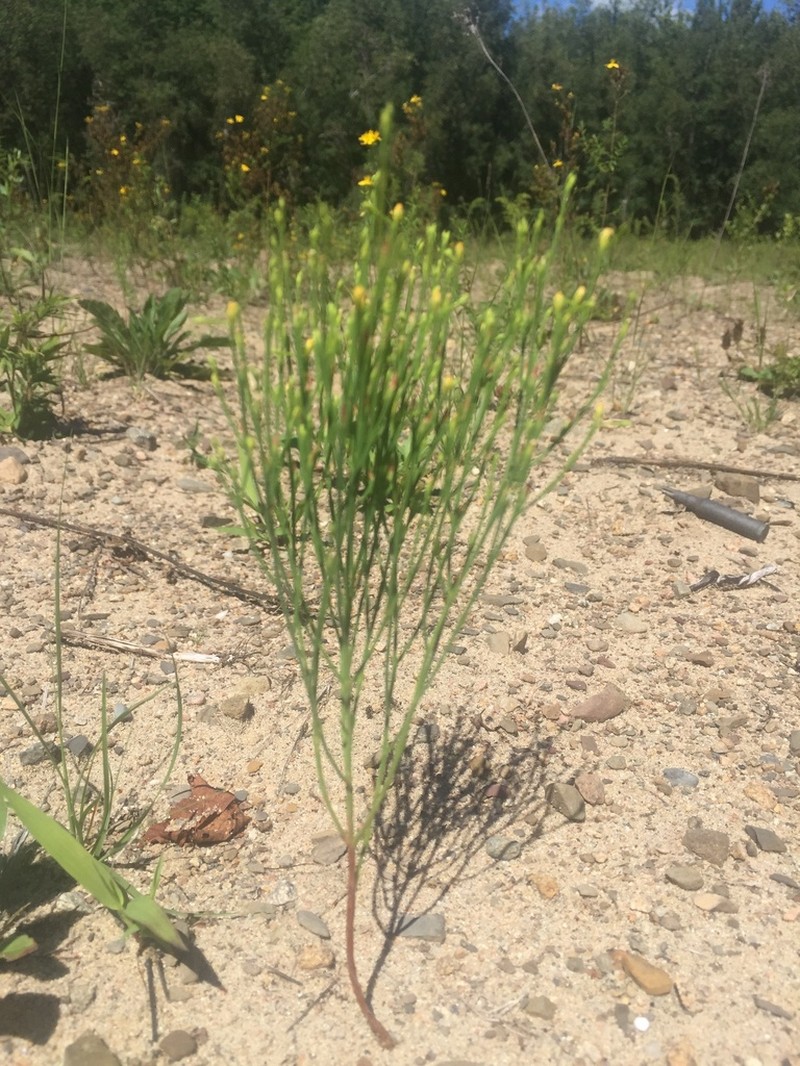 Orangegrass photo 2