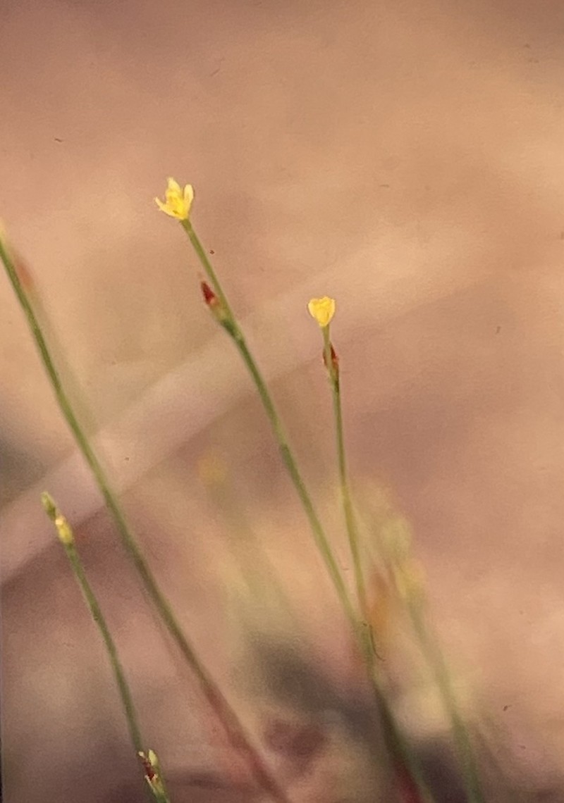 Orangegrass photo 3