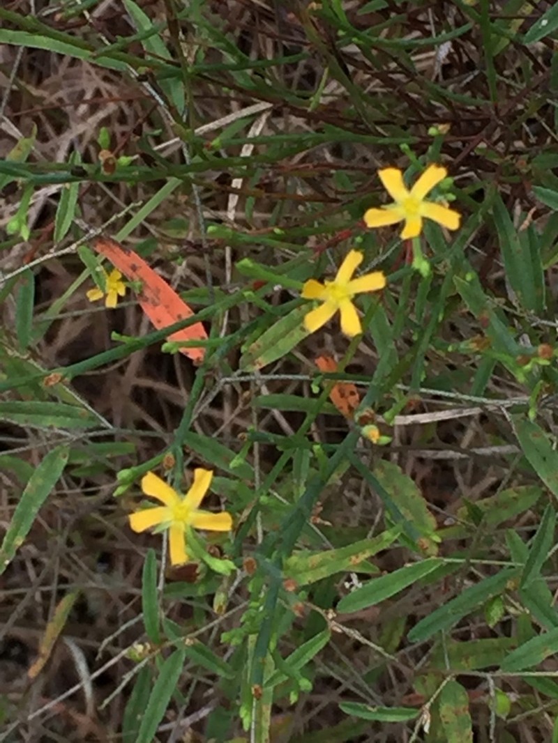 Orangegrass photo 4