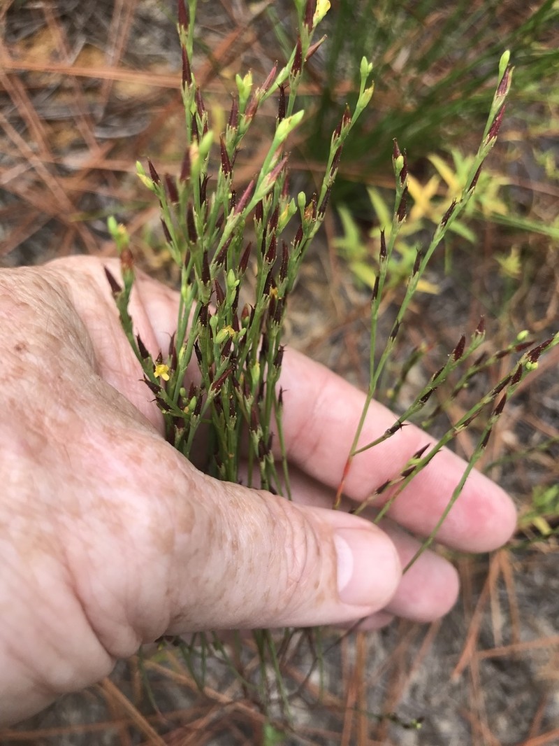 Orangegrass photo 5