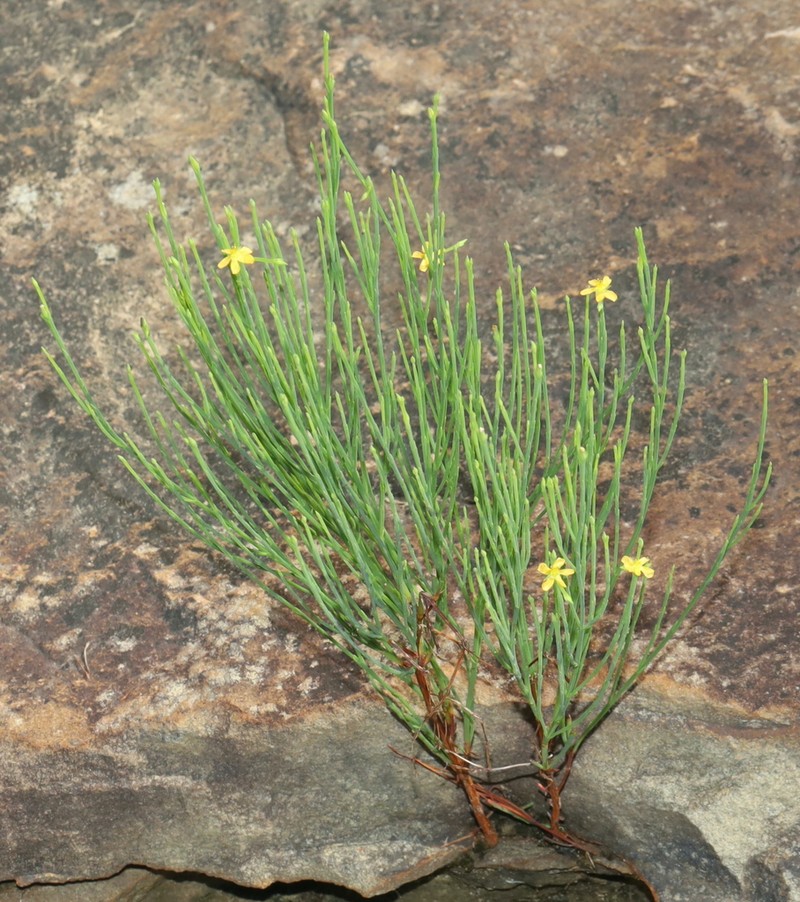 Orangegrass photo 6