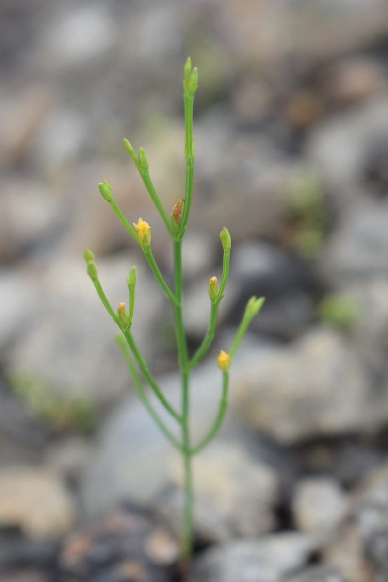 Orangegrass photo 7