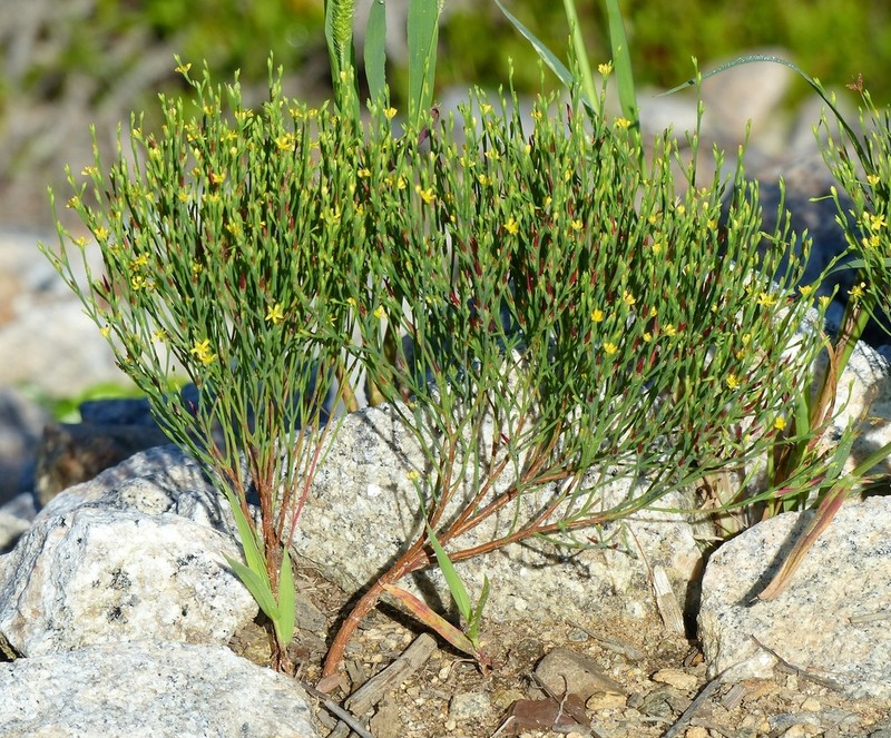 Orangegrass photo 8