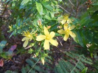 Hypericum glandulosum