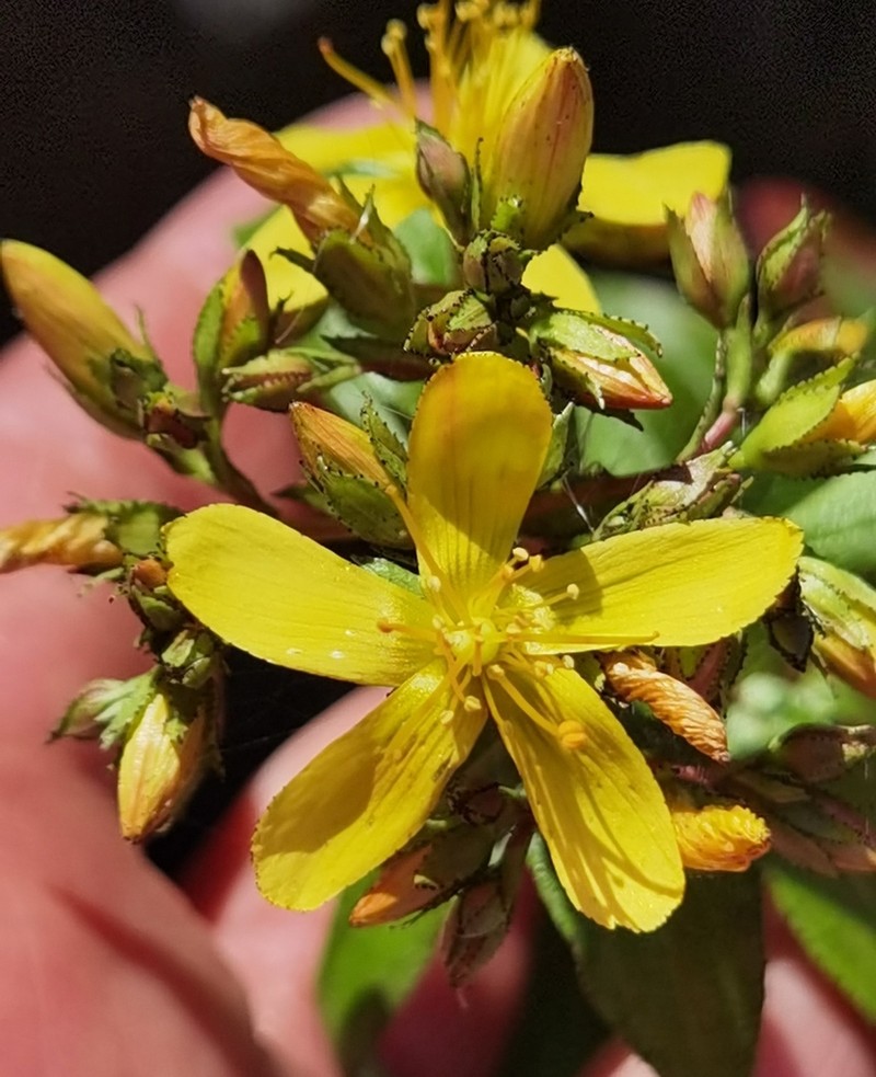 Hypericum glandulosum photo 2