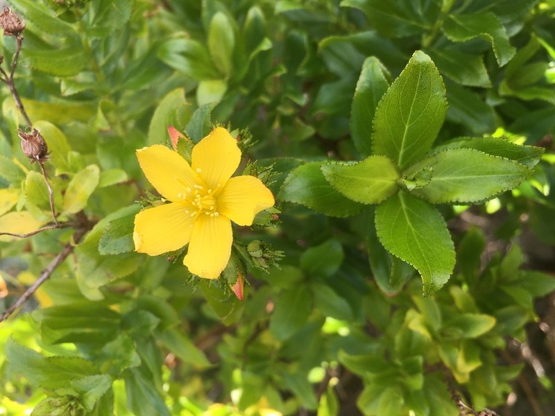 Hypericum glandulosum photo 3