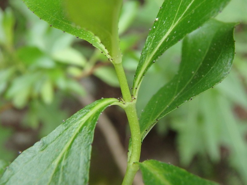 Hypericum glandulosum photo 4