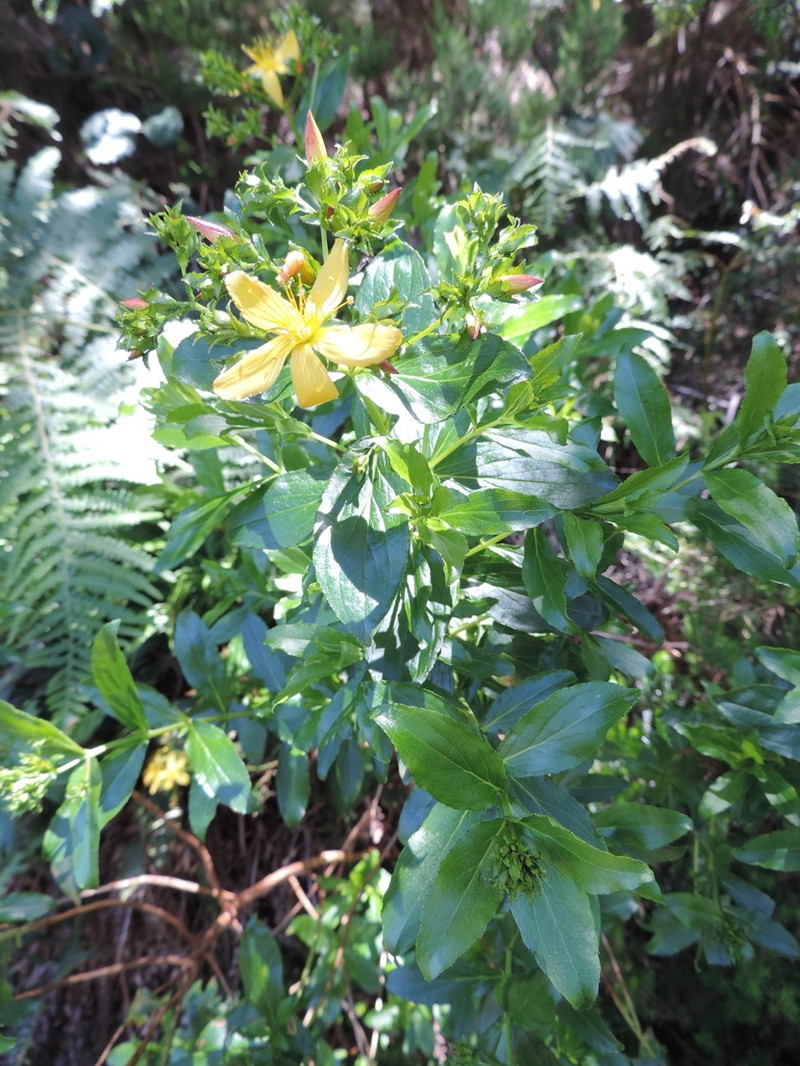 Hypericum glandulosum photo 5