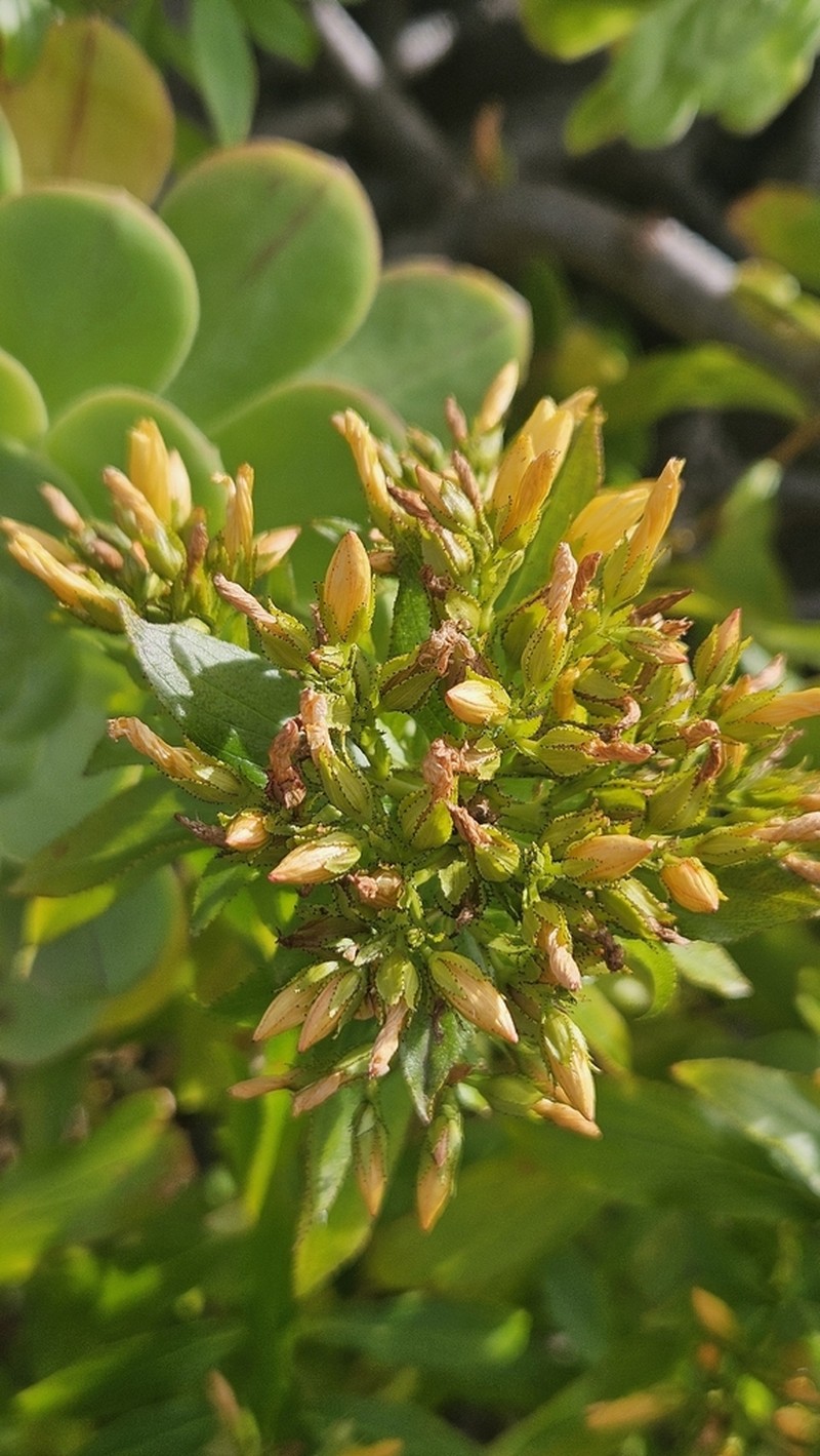 Hypericum glandulosum photo 6