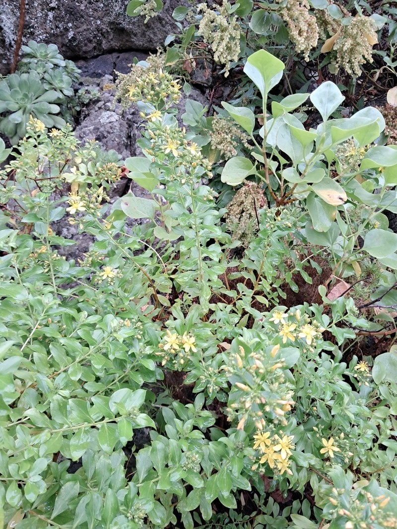 Hypericum glandulosum photo 7