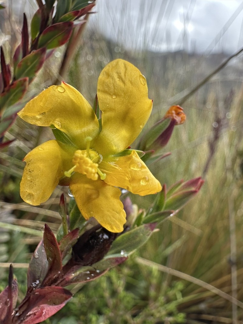 Hypericum gleasonii