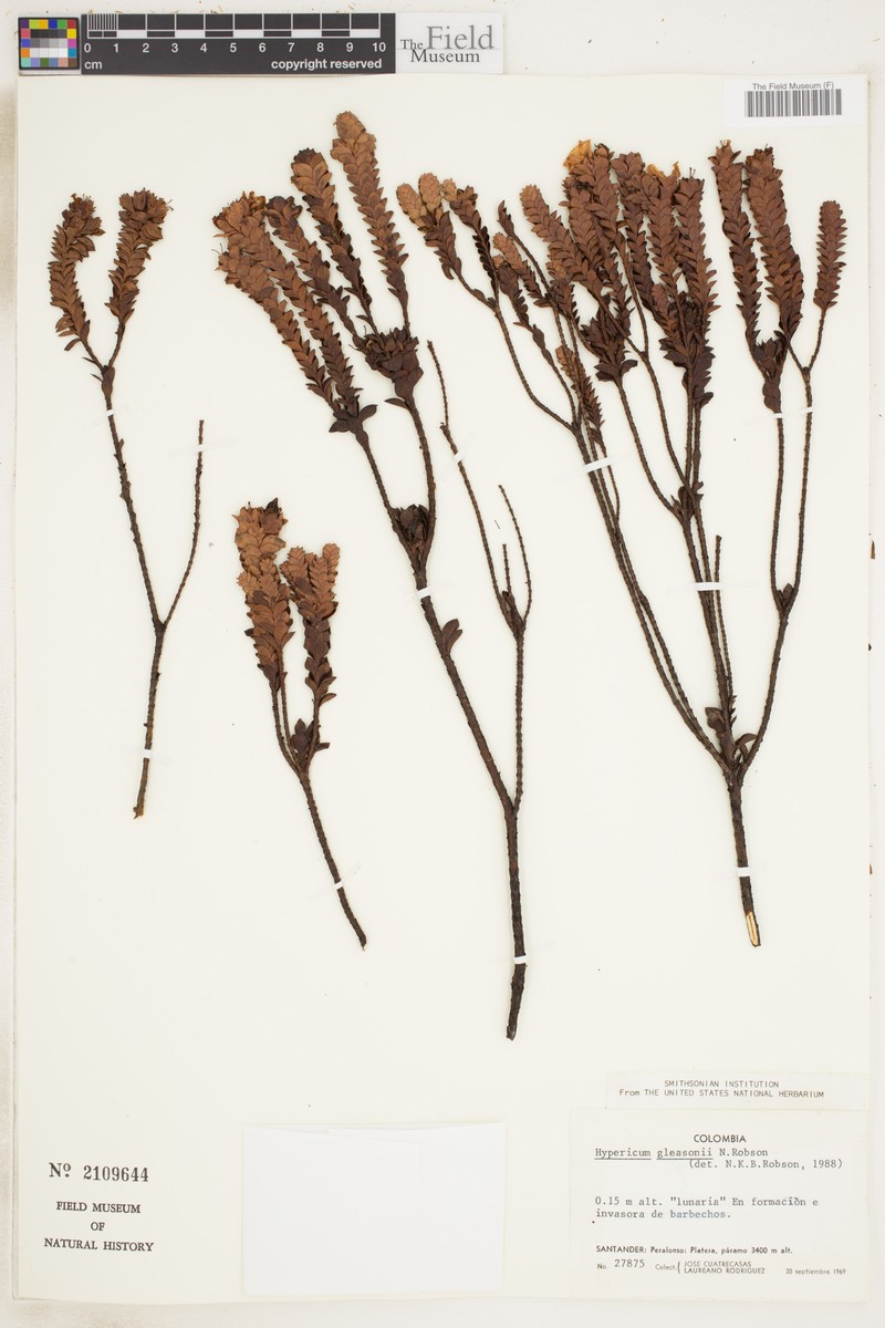Hypericum gleasonii photo 2