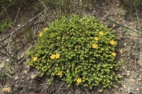 Hypericum globuliferum